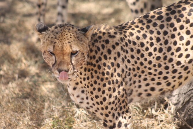 2 Days 1 Night Northern Joining Safari Private Tour - Pickup Information