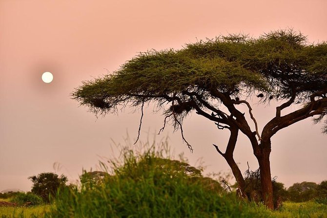 2 Days Amboseli Private Safari - Exploring Amboseli