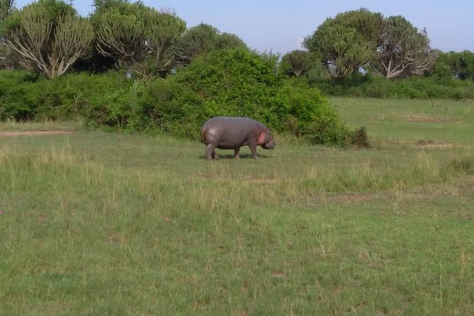 2 Days Family Safari to Murchison Falls Park Uganda - Game Drives and Wildlife Sightings