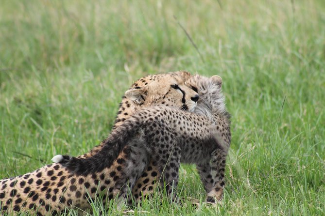 2 Days Masai Mara Safari - Wildlife Sightings