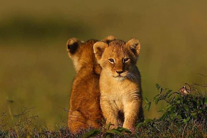 2 Days Mid Range Safari in Ngorongoro and Tarangire Big 5 Parks - Inclusions and Amenities