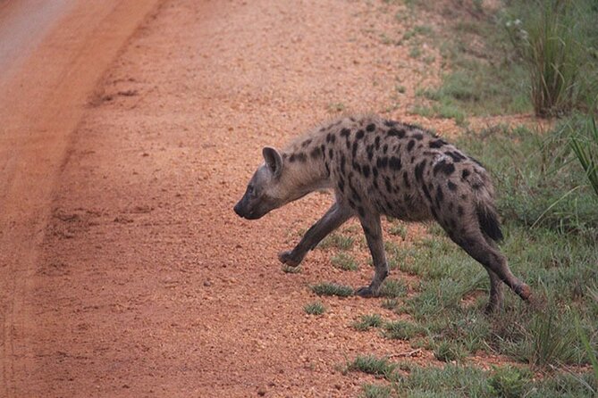 2-days Murchison Falls and Wildlife Game Viewing - Wildlife Encounters