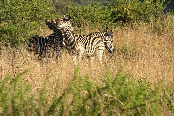 2-Days Pilanesberg Best Chance to View Big 5 With Private Extended Safari - Private Game Drive Experience