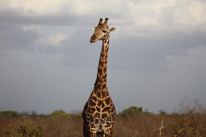 2 Days Safari Tsavo East - Pickup and Schedule Details