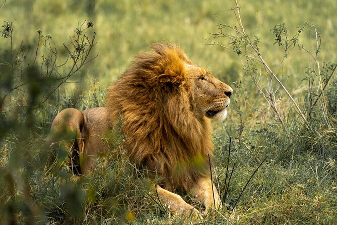 2 Days Tanzania Midrange Group Join Safari - Inclusions and Exclusions