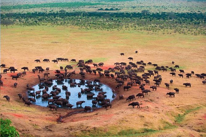 2 Days Tanzania Safari - Lake Manyara and Tarangire National Park - Accommodation and Meals