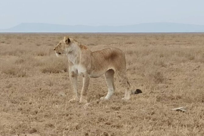 2 Days Tarangire and Ngorongoro Safari From Zanzibar - Meeting and Pickup Details