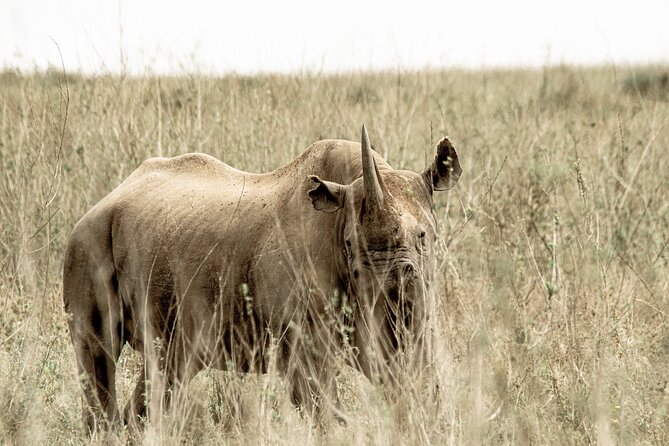2 Days Tarangire and Ngorongoro Safari Tour in Tanzania - Wildlife Experience