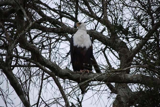 2 Days Trip_Akagera National Park (Wildlife Safari) - Accommodation Options