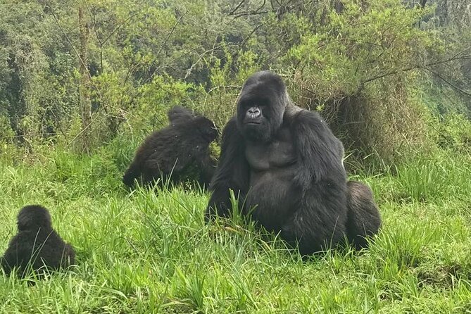 2 Days Uganda Gorilla Trekking - Important Exclusions to Note