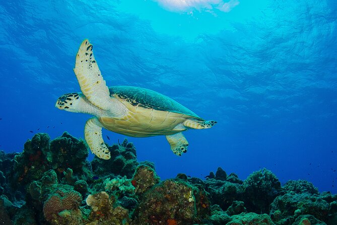 2 Dives in Cozumel (For Certified Divers Only) - Participant Requirements