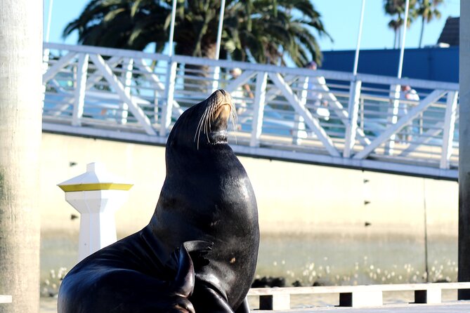 2-Hour Kayak or Paddleboard With Sea Lions in Marina Del Rey - Customer Reviews