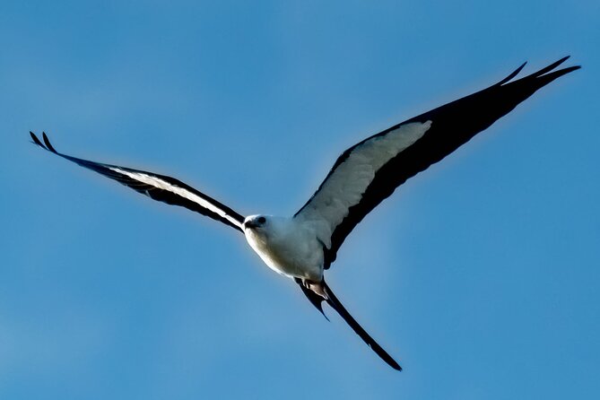 2-Hour Pedal Kayak Tour in Canaveral National Shore - Wildlife Experience