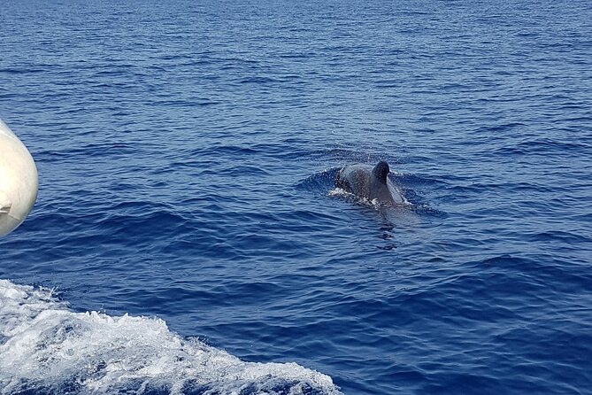 2 Hour Trip to See Whales Dolphins Puerto Colon Adeje - Traveler Photos and Experiences