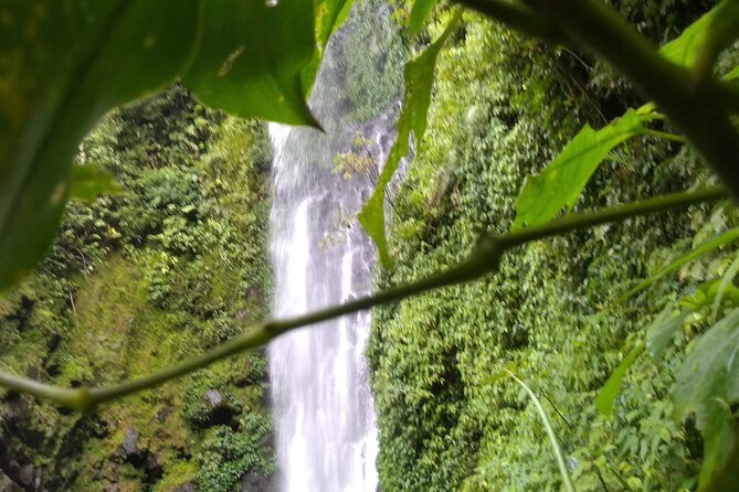 2x1 Guided Tour Combo Hanging Bridges and Night Walk - Night Walk Adventure