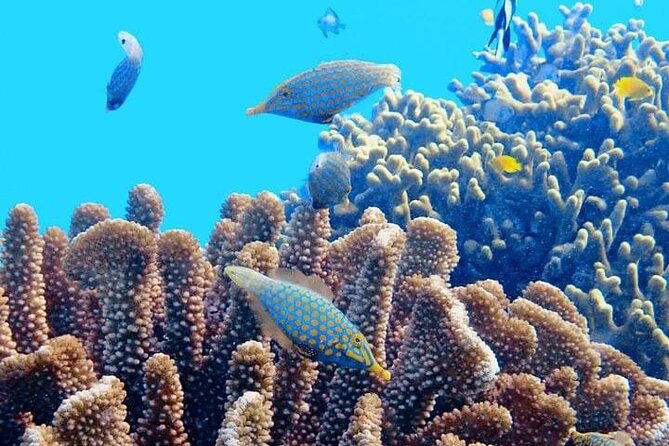 2x1 Tour: Isla Contoy, Isla Mujeres, Open Bar, Lunch and Transfers - Additional Information