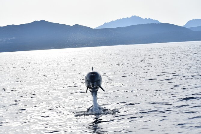 3 and a Half Hours Snorkeling and Dolphin Watching in Figarolo - Traveler-Submitted Photo Gallery