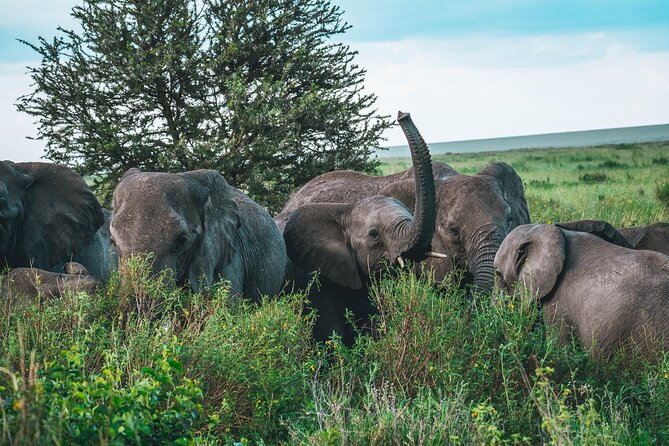 3-Day / 2 Nights Group Safari Serengeti & Ngorongoro Crater - Pickup Information