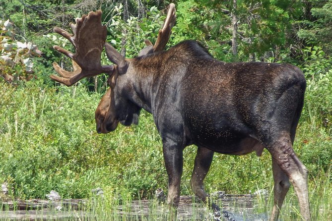 3 Day Algonquin Park Canoe Trip - Moose & Beaver Safari - Meals and Dietary Accommodations