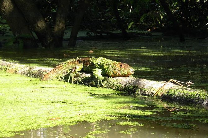 3-Day Amazon Jungle Adventure From Iquitos - Departure and Arrival