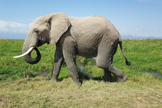 3-Day Amboseli National Park Safari Tour - Pickup and Meeting Details