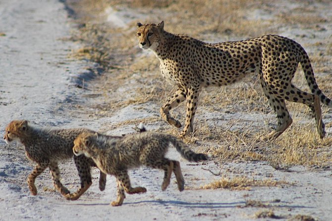 3 Day Central Kalahari Game Reserve Safari Tour - Booking and Cancellation