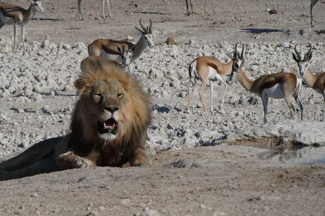 3 Day Desert Trail: Central Kalahari Game Reserve - WildCamping Safari - Intimate Camping Experience