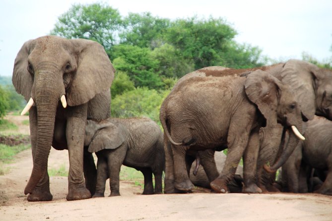3-Day Essence of the Kruger Park - Traveler Reviews