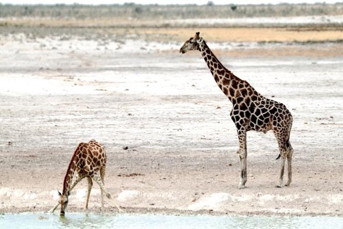 3 Day Etosha Budget Camping Safari - Pricing and Cancellation
