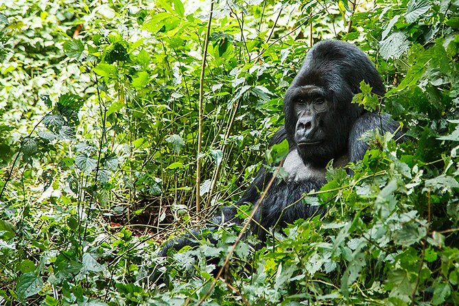 3-Day Gorillas Trekking and Batwa Experience - Transportation Details