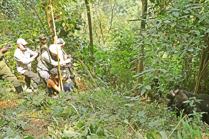 3 Day Guided Gorilla Tracking Safari At Bwindi National Park - Gorilla Tracking Experience