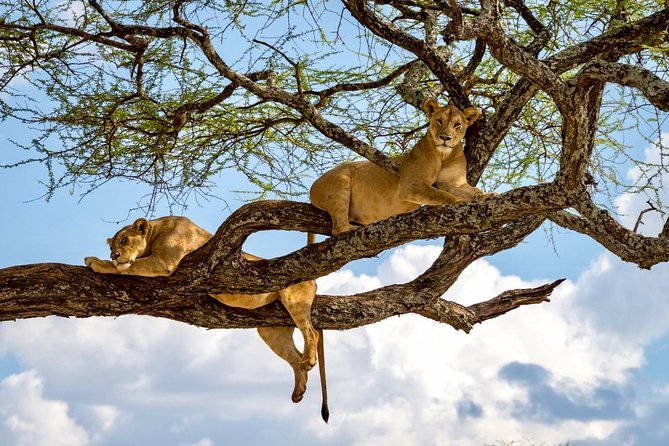 3 Day Joined Group Mid-range Safari Serengeti and Ngorongoro National Park - Transportation Details