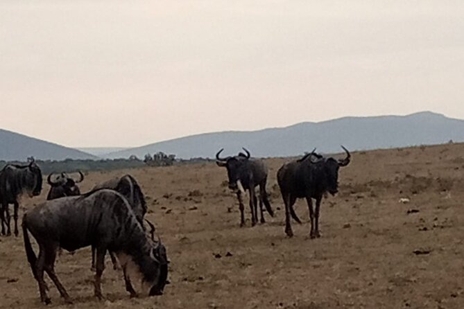 3-Day Maasai Mara Safari Tour in a 4 X4 Land Cruiser Jeep - Accommodation Details