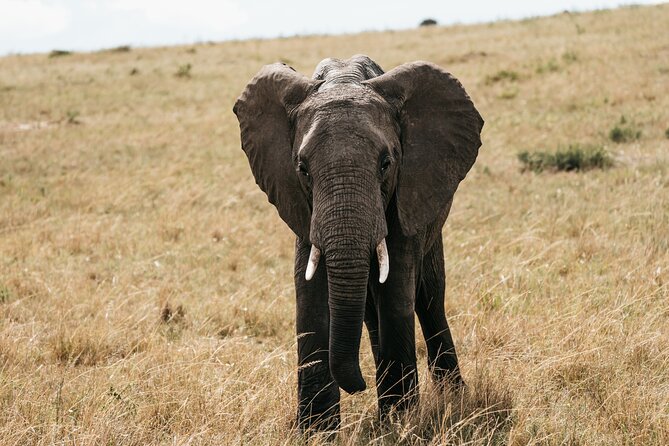 3-Day Masai Mara Luxury Safari - Accessibility and Requirements