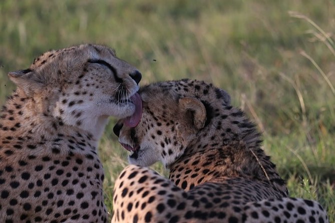 3-Day Masai Mara National Park Superior Tour - Transportation and Logistics