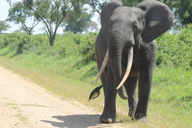 3-Day Queen Elizabeth and Chimpanzees-Join a Group! - Itinerary Breakdown