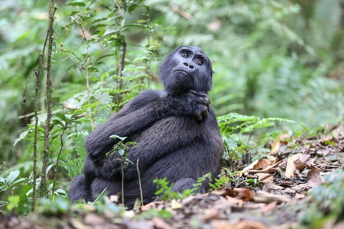 3-Day Rwanda Gorilla Safari - Booking Process