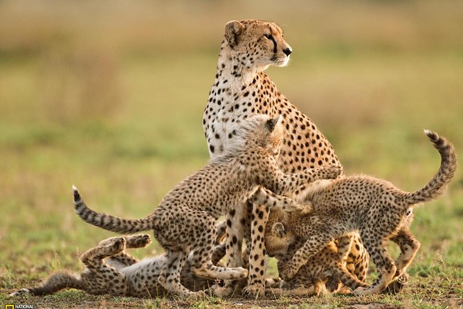 3-Day Safari Tour to Tarangire National Park, Lake Manyara National Park and Ngorongoro Crater From Arusha - Meals and Refreshments