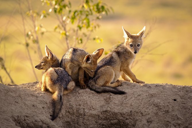 3-Day Tanzania Safari - Tarangire and Ngorongoro Crater - Tarangire National Park