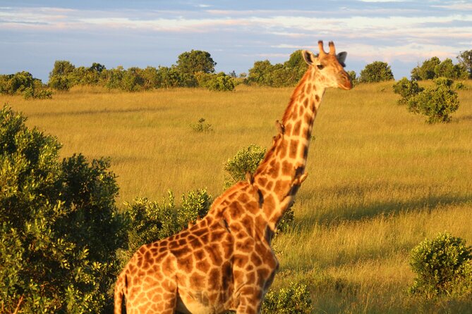 3-Day Tsavo East and Tsavo West Safari - Accessibility and Requirements