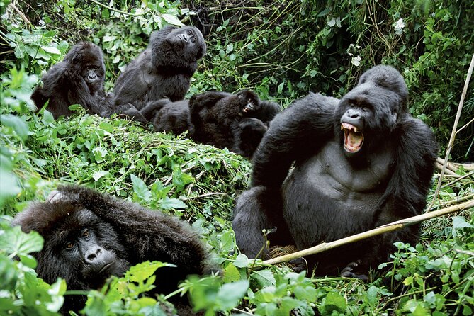 3-Day Uganda Gorilla Trekking Safari - Booking Information