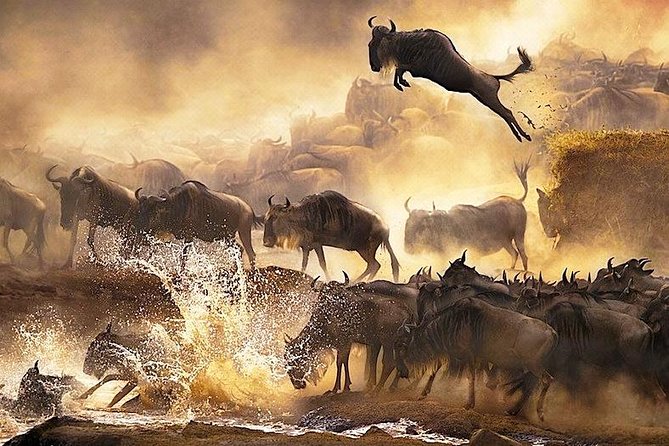 3 Days 2 Nights Budget Group Safari to Maasai Mara National Reserve - Wildlife Viewing Opportunities