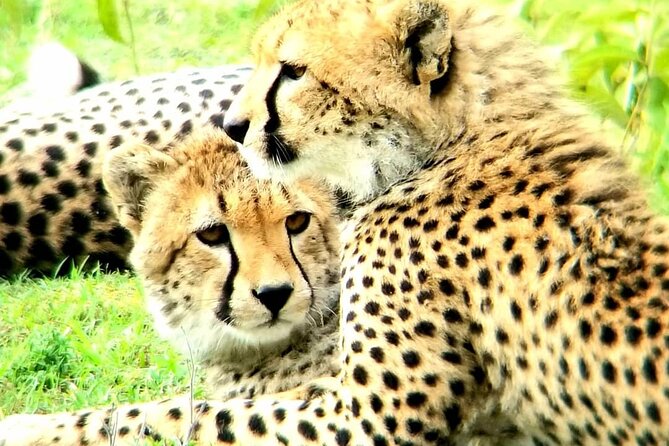 3 Days 2 Nights Maasai Mara Group Tour With 4x4 Jeep - Tour Participation Information