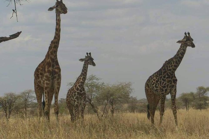 3 Days 2 Nights Ngorongoro, Manyara & Tarangire National Park Camping - Tarangire National Park