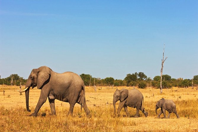 3 Days, 2 Nights Safari - Amboseli National Park and Tsavo West Adventure Safari - Wildlife Spotting Experience