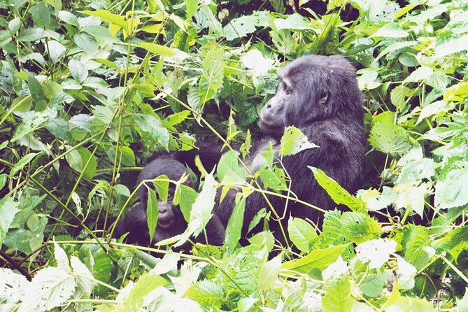 3 Days Gorilla Trekking Safari - Embarking on the Safari