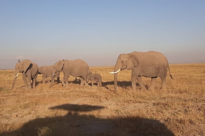 3-Days Maasai Mara Unforgettable Adventure- Jeep Private Safari - Professional Tour Guide/Driver