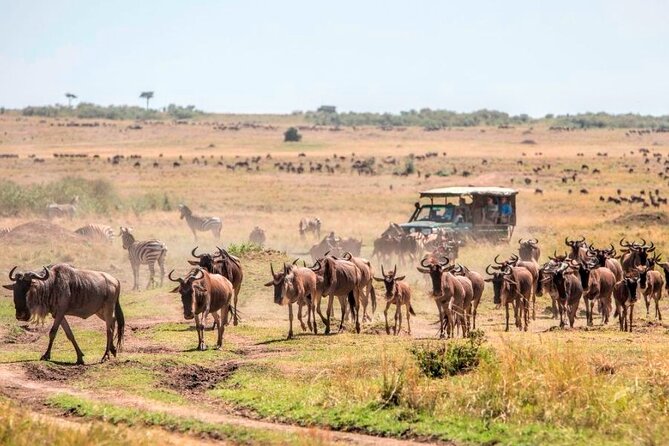 3 Days Mara Jambo Shared Safari Adventure - Traveler Reviews