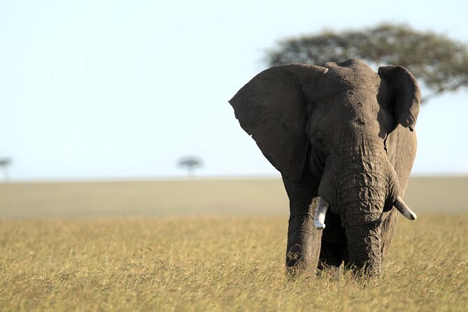 3-Days Masai Mara 4 X 4 Safari From Nairobi - Exclusions to Consider