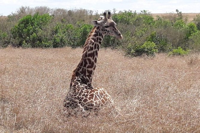 3 Days Masai Mara Experience - Tented Accommodation Experience